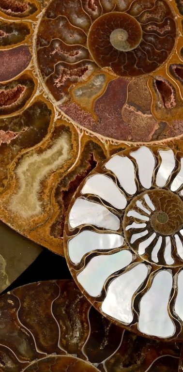 Cross-section of a polished ammonite fossil