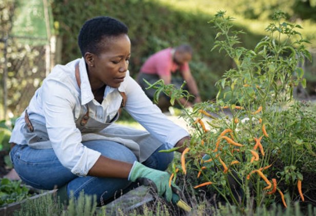 A grower tending a market garden