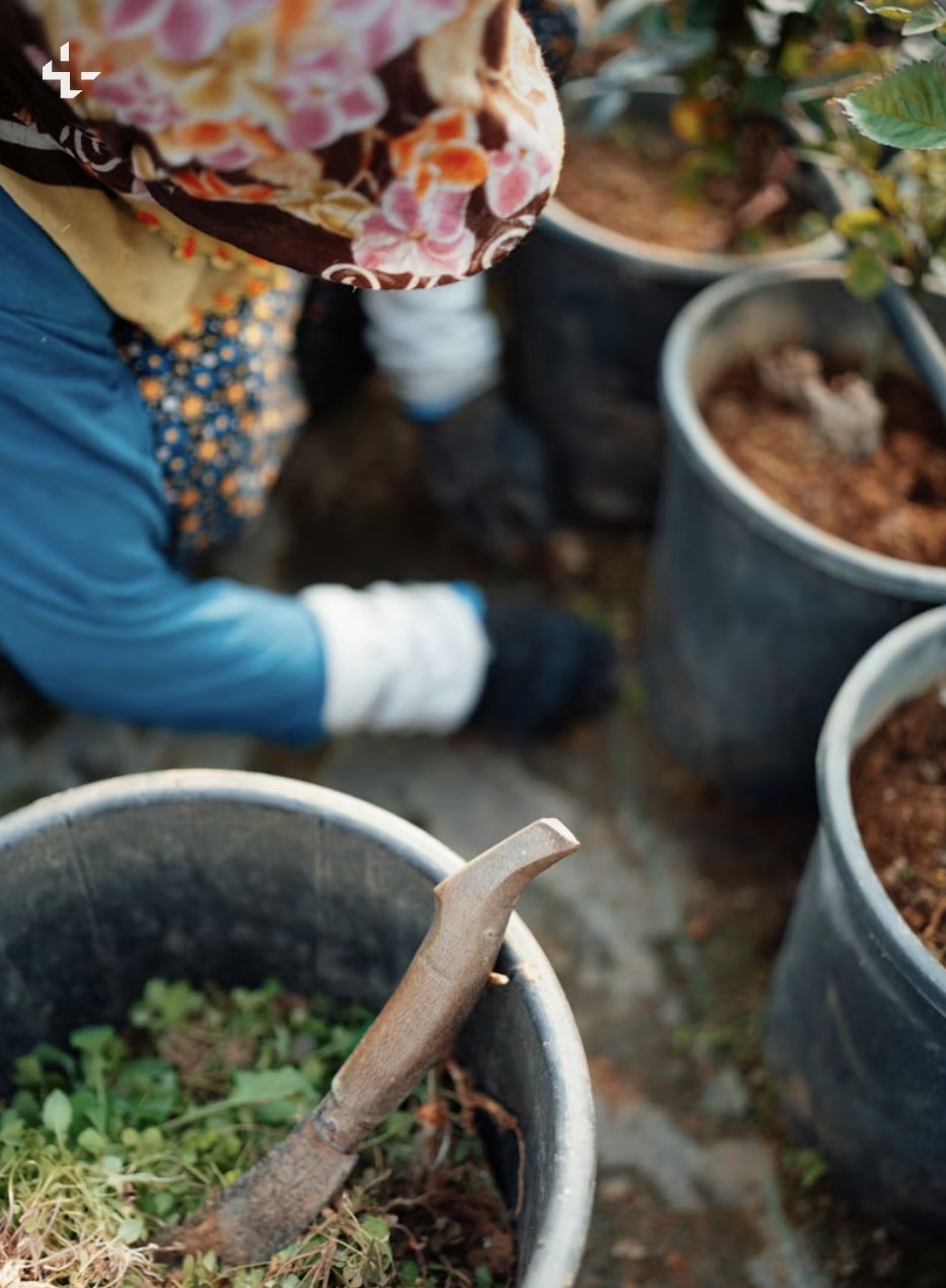 Hands potting seedlings in soil