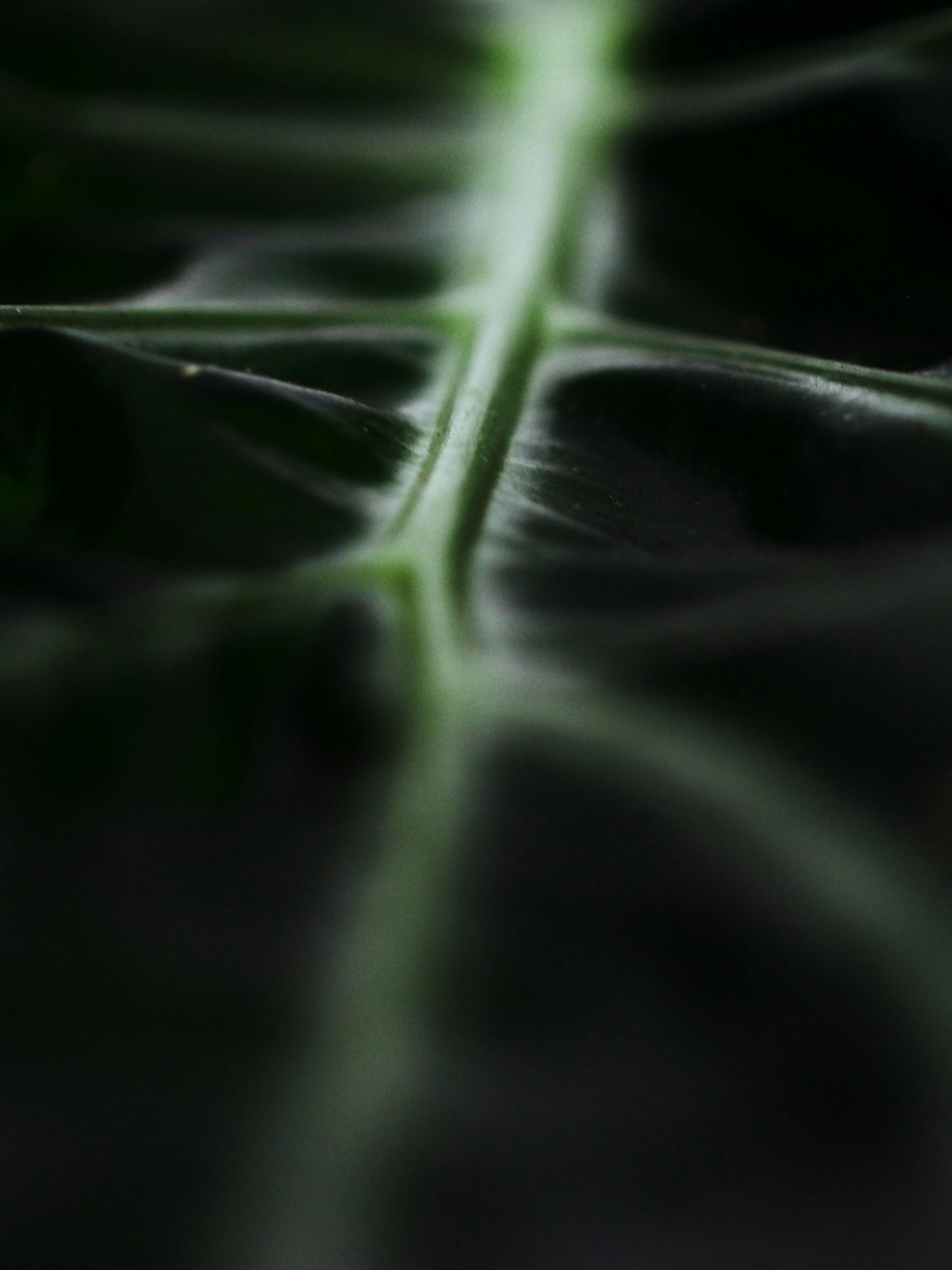 Macro detail of a leaf