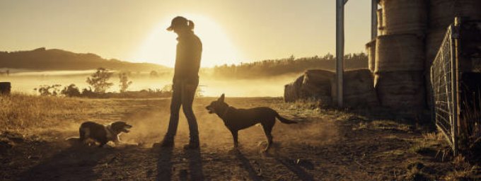 A farmer walking home with dogs at dusk